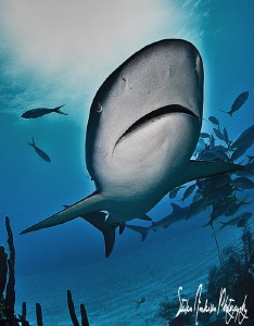 The deep reefs off the Northern Bahamas have great shark ... by Steven Anderson 